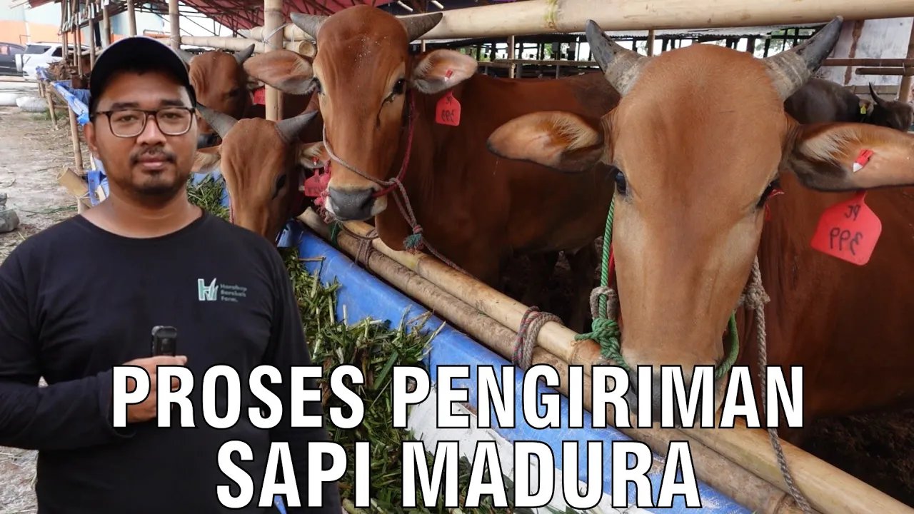 
                                 Proses-Pengiriman-Sapi-Madura-Tujuan-Jabodetabek